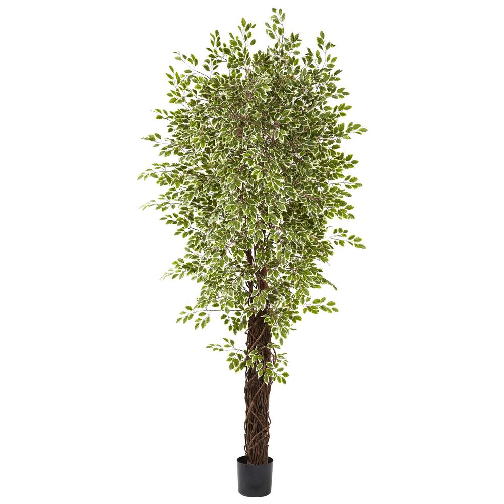 7.5ft. Variegated Mini Ficus Tree