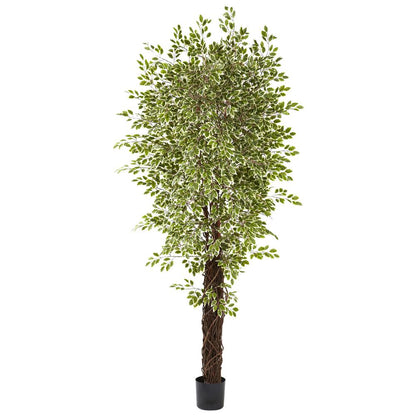 7.5ft. Variegated Mini Ficus Tree