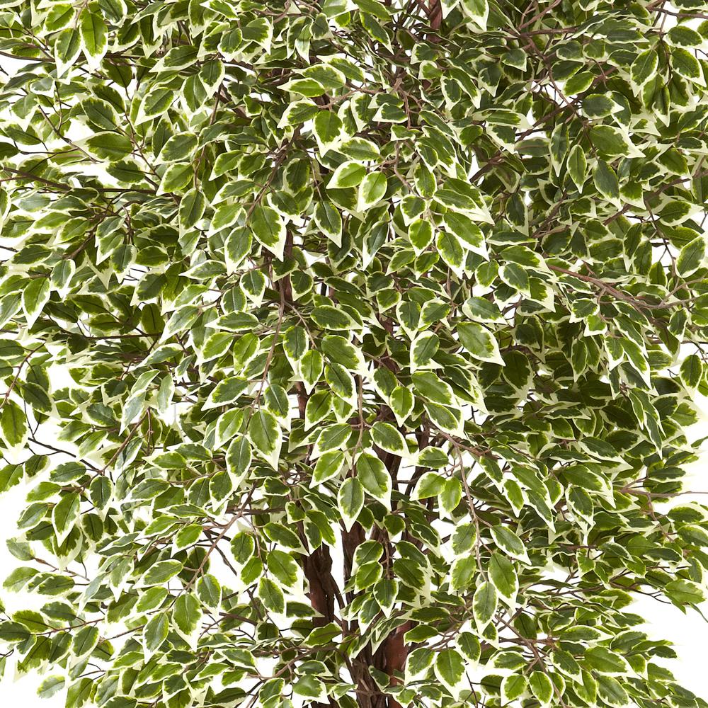 7.5ft. Variegated Mini Ficus Tree