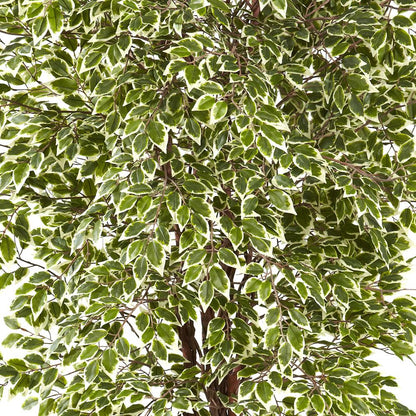 7.5ft. Variegated Mini Ficus Tree