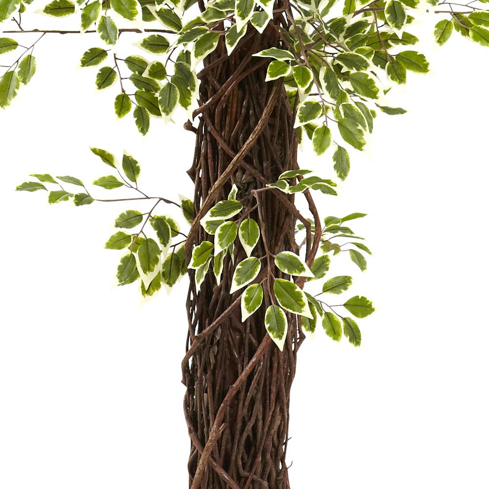 7.5ft. Variegated Mini Ficus Tree
