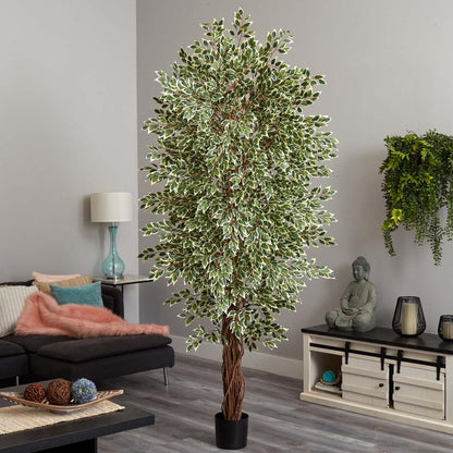 7.5ft. Variegated Mini Ficus Tree