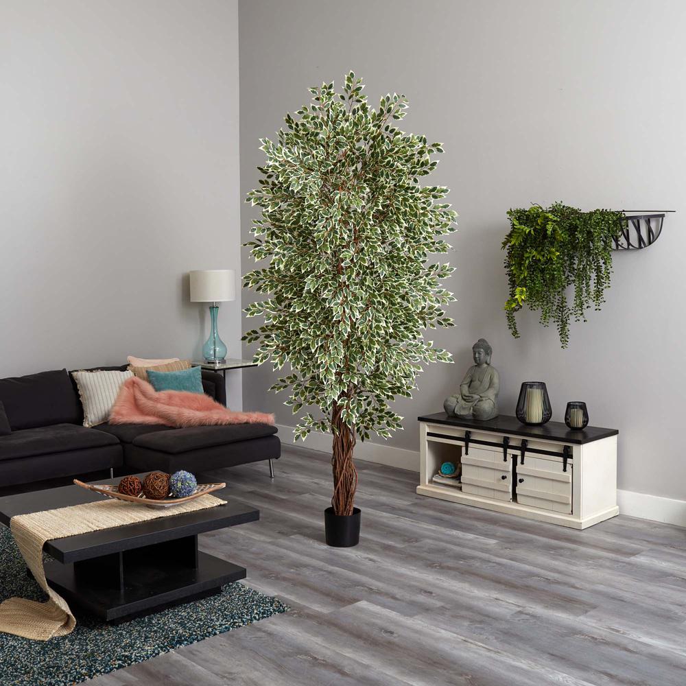 7.5ft. Variegated Mini Ficus Tree