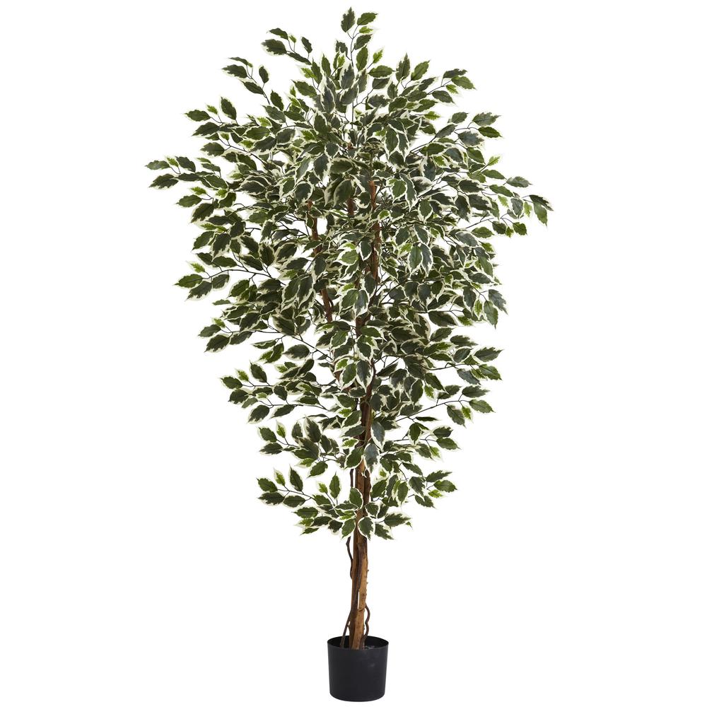 6ft. Hawaiian Ficus Tree