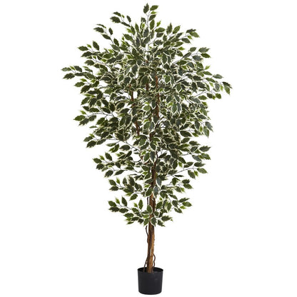 6ft. Hawaiian Ficus Tree