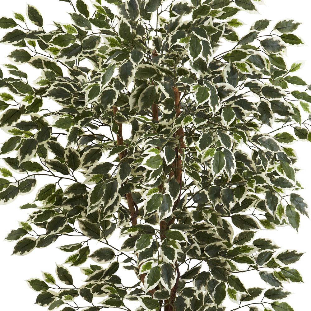 6ft. Hawaiian Ficus Tree