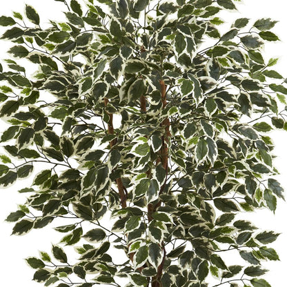 6ft. Hawaiian Ficus Tree