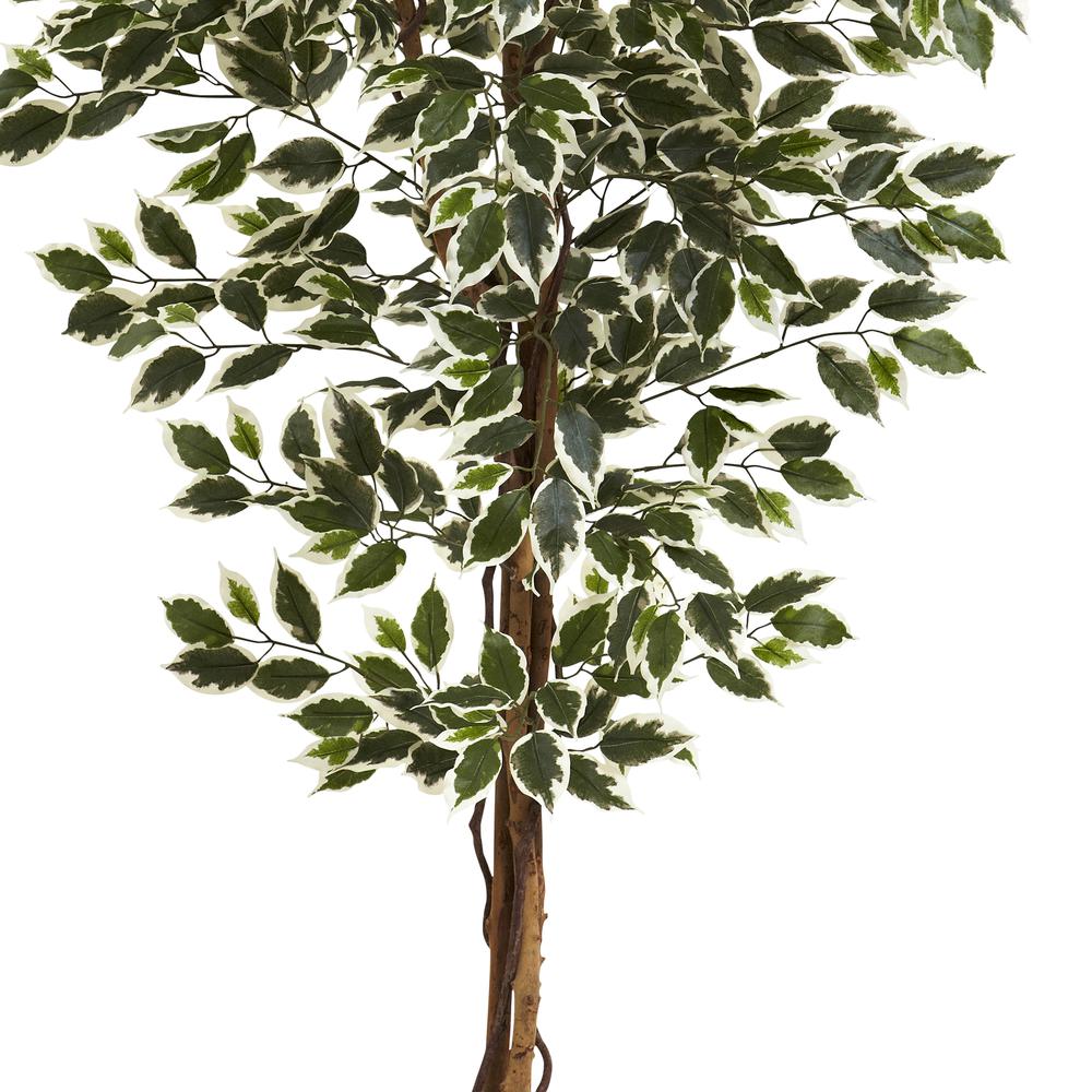 6ft. Hawaiian Ficus Tree
