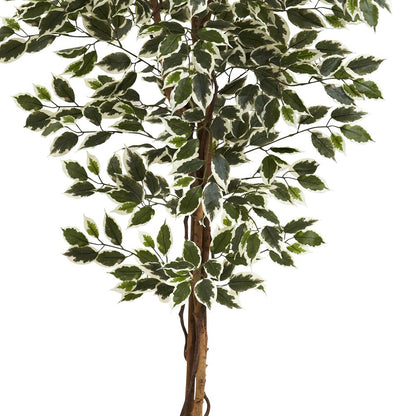 6ft. Hawaiian Ficus Tree