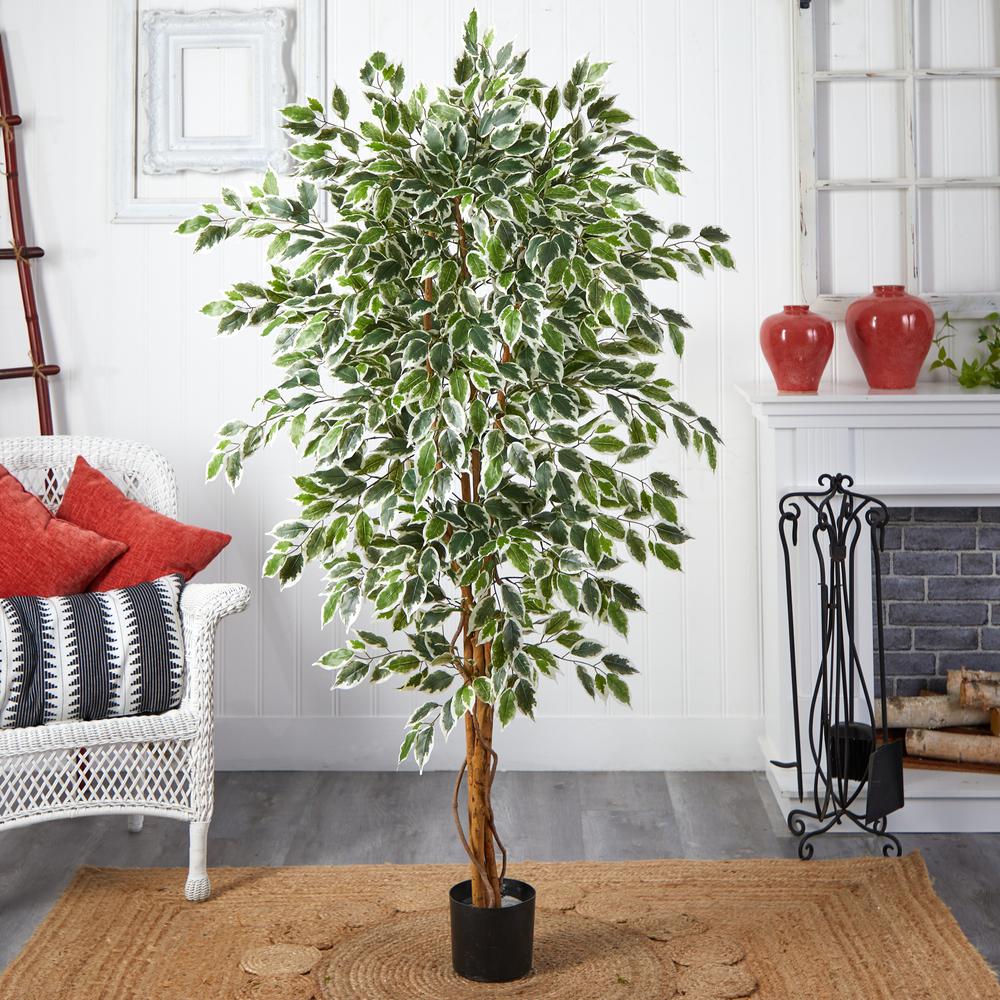 6ft. Hawaiian Ficus Tree