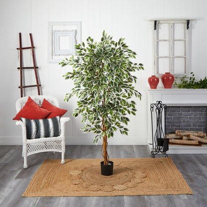 6ft. Hawaiian Ficus Tree
