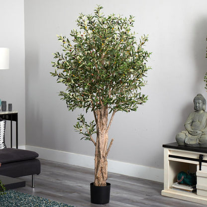 6ft. Olive Tree