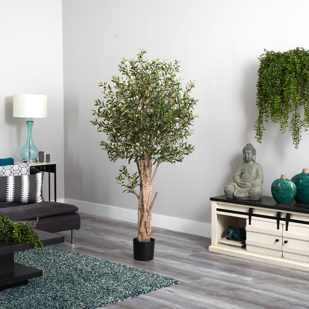 6ft. Olive Tree