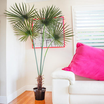 7ft. Fan Palm Tree UV Resistant (Indoor/Outdoor)