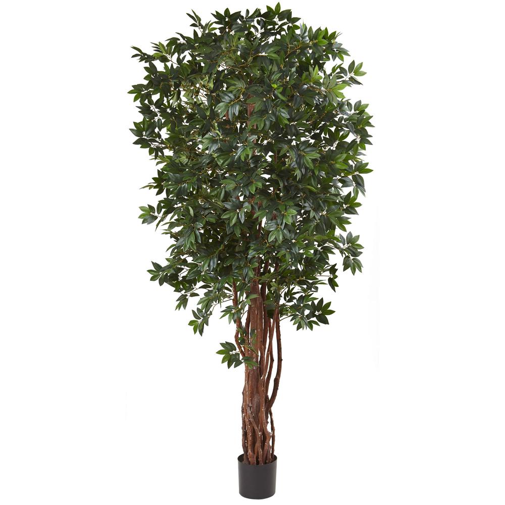 7.5ft. Lychee Silk Tree