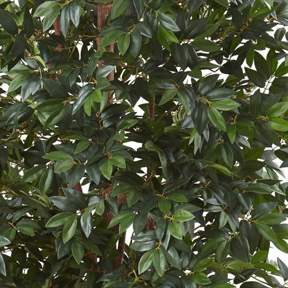 7.5ft. Lychee Silk Tree