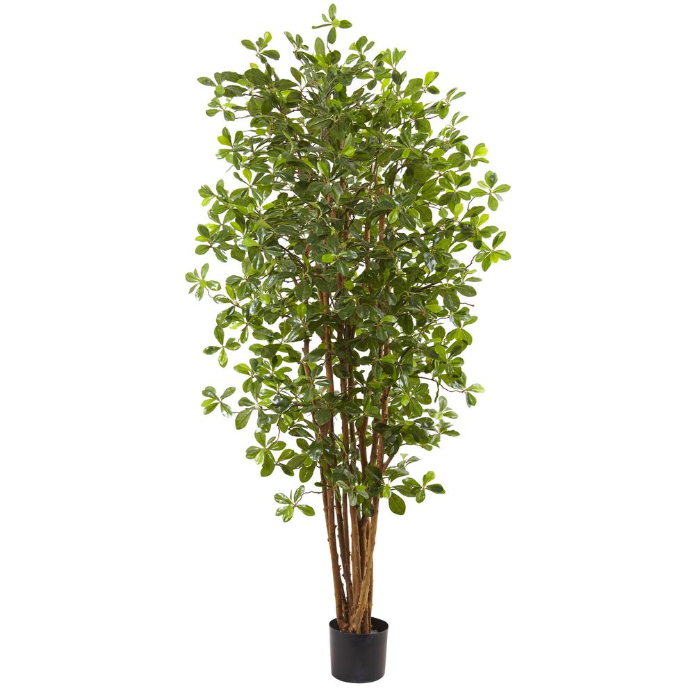 6ft. Black Olive Silk Tree