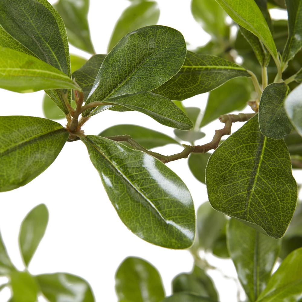 6ft. Black Olive Silk Tree