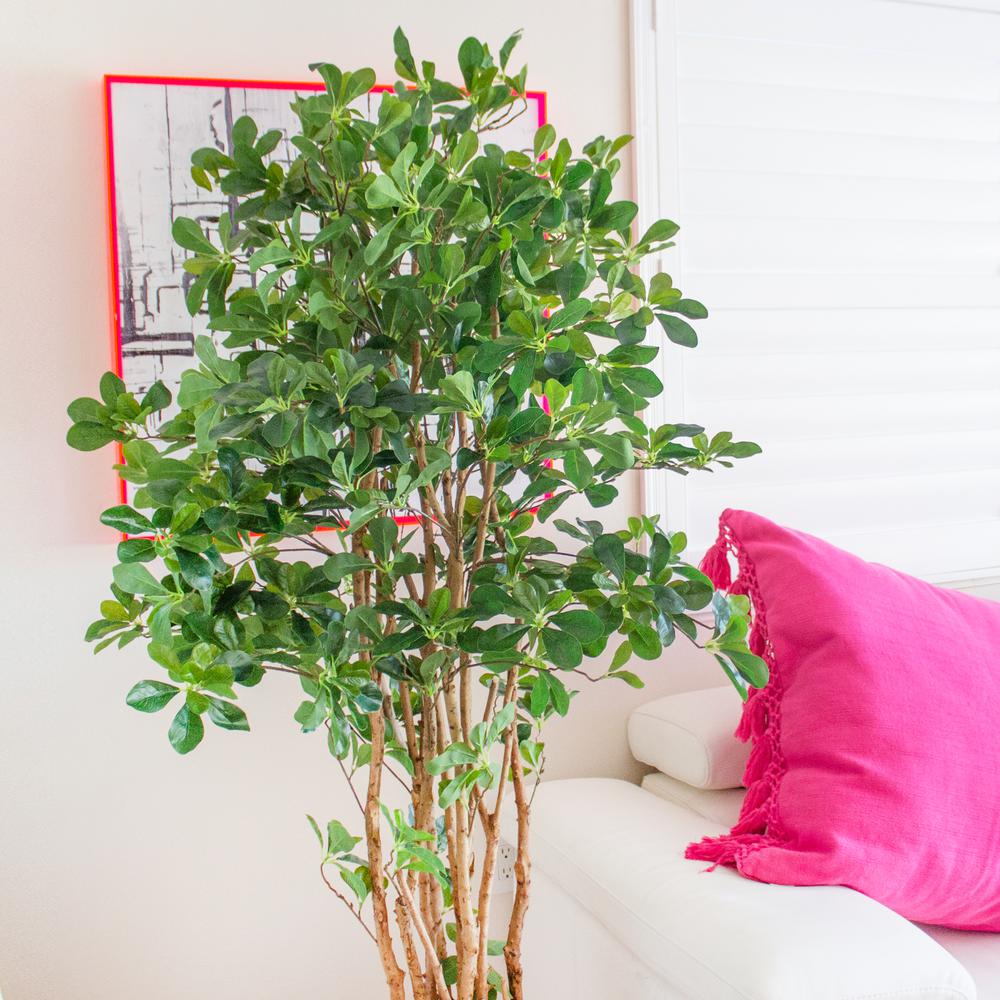 6ft. Black Olive Silk Tree