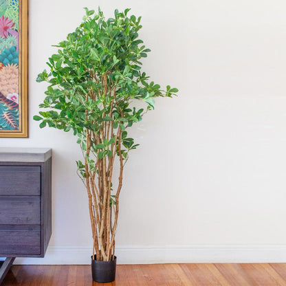 6ft. Black Olive Silk Tree
