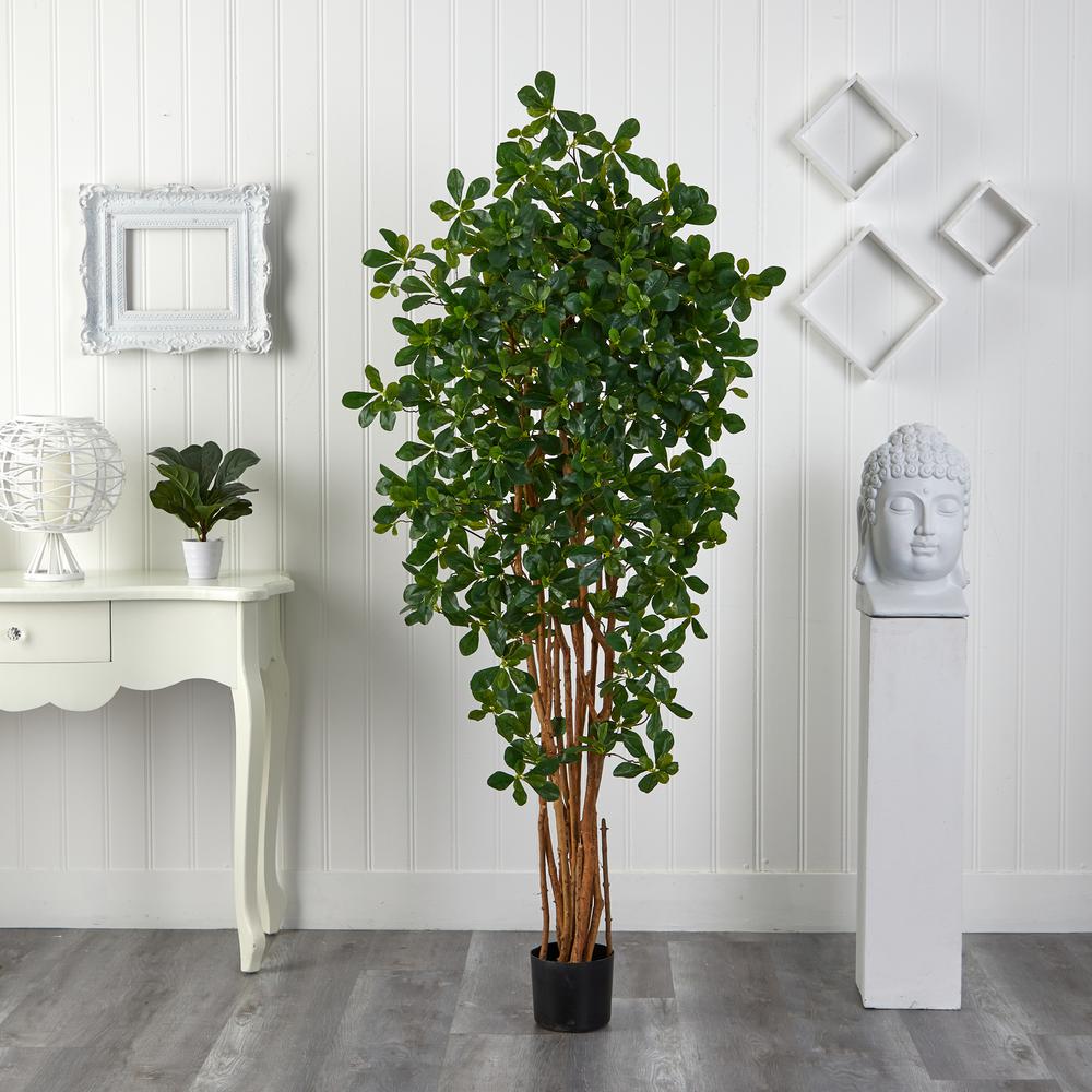 6ft. Black Olive Silk Tree