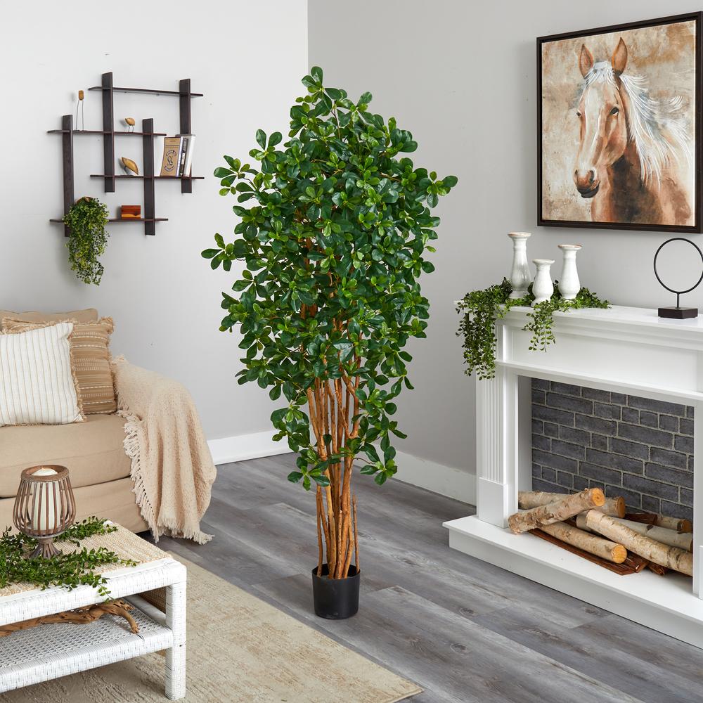 6ft. Black Olive Silk Tree