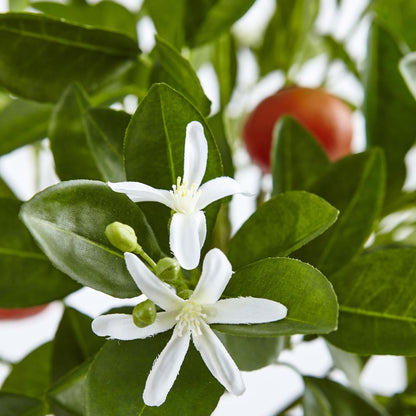 38in. Potted Orange Tree