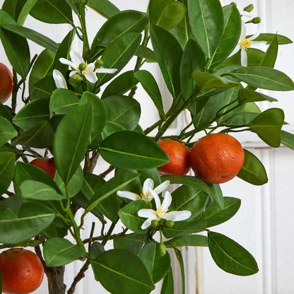 38in. Potted Orange Tree