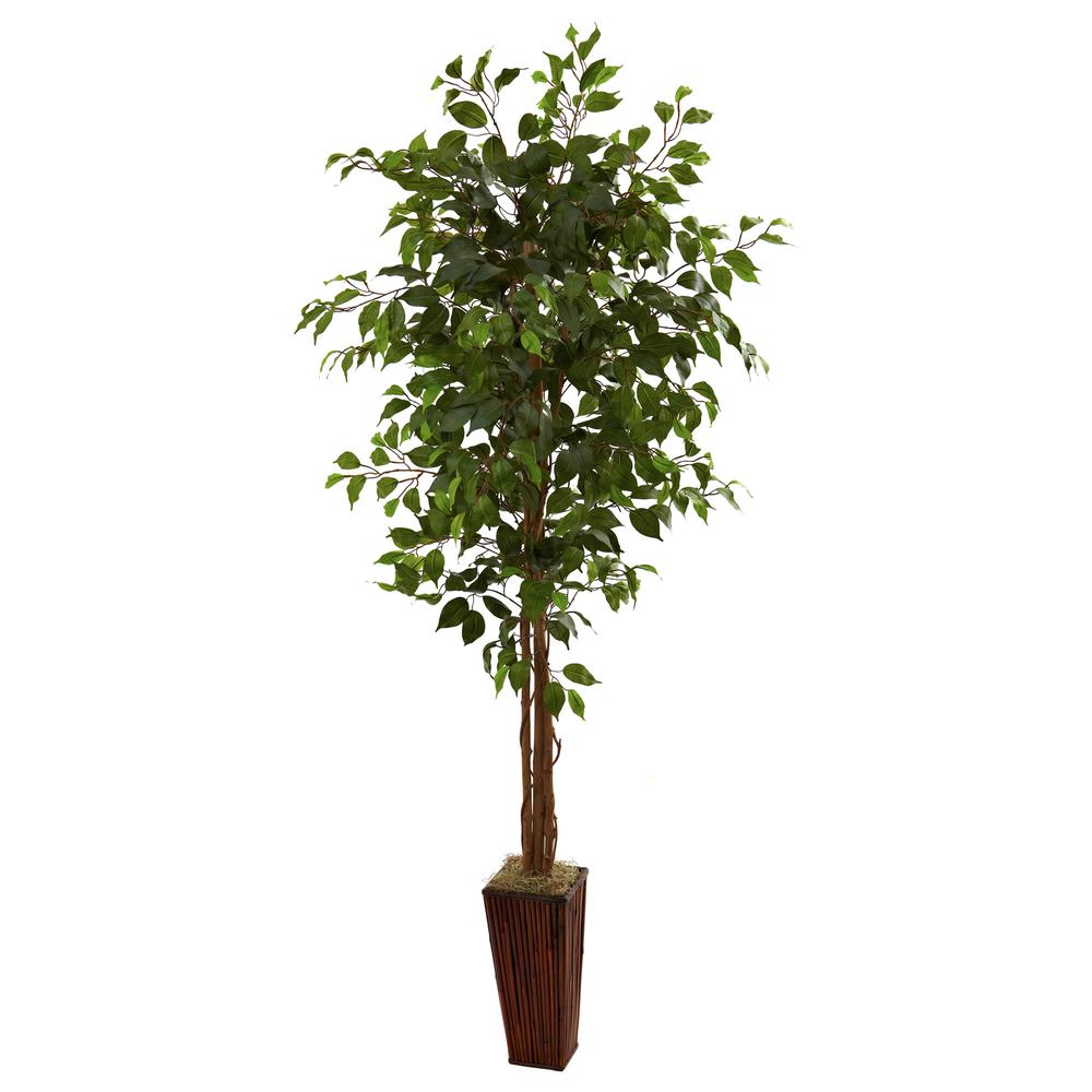 6ft. Ficus Tree with Bamboo Planter