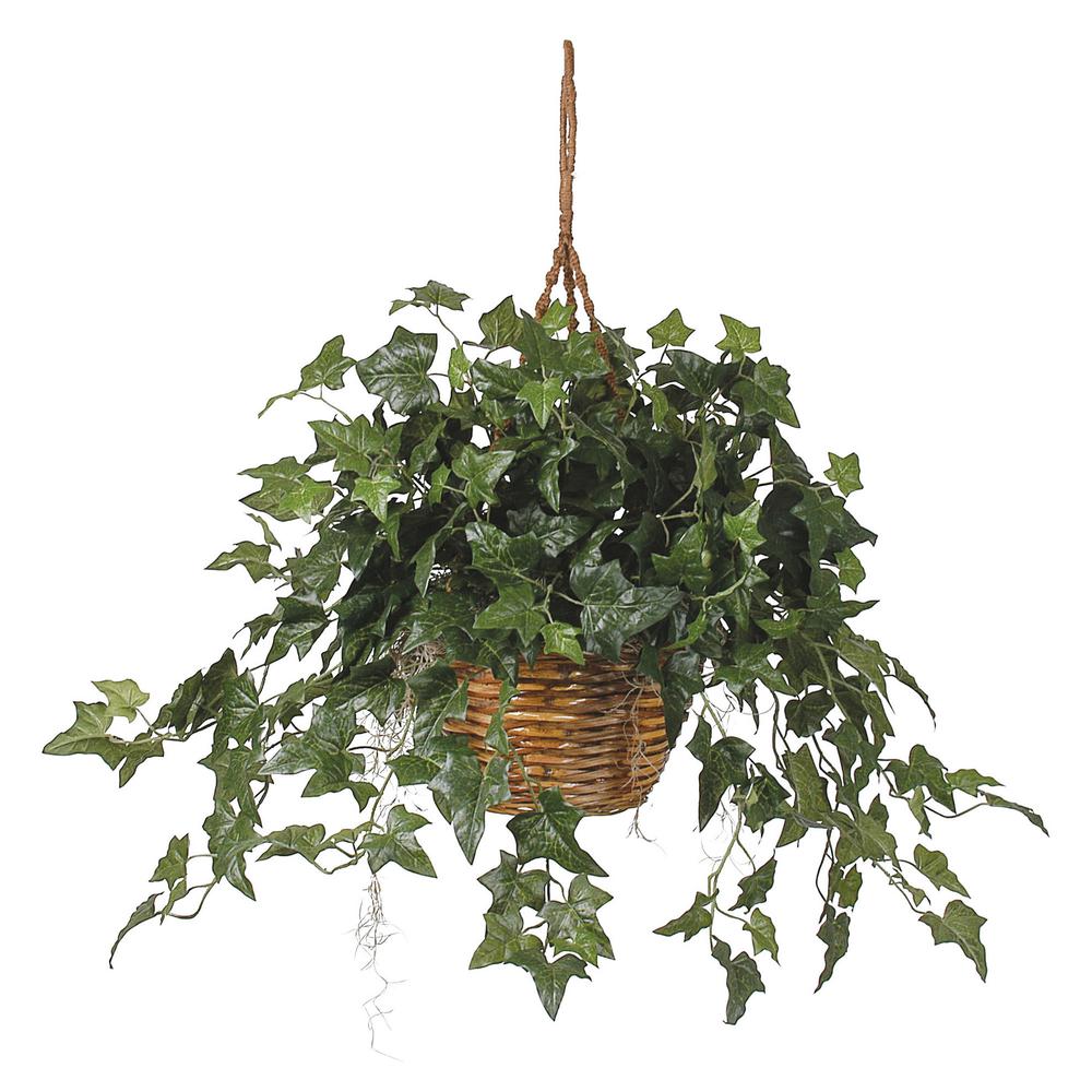 English Ivy Hanging Basket