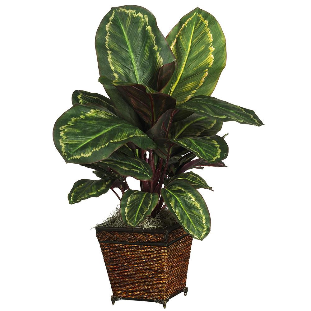 Maranta with Basket Silk Plant