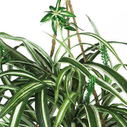 Spider Hanging Basket Silk Plant