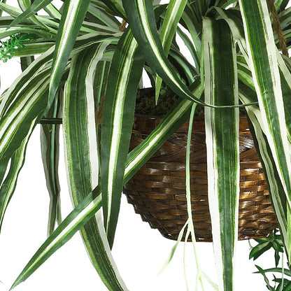 Spider Hanging Basket Silk Plant