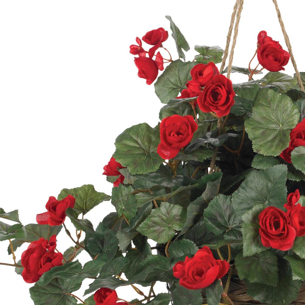 Begonia Hanging Basket
