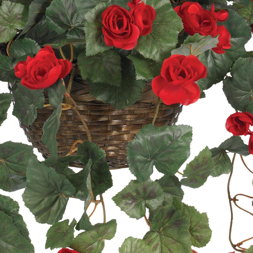 Begonia Hanging Basket