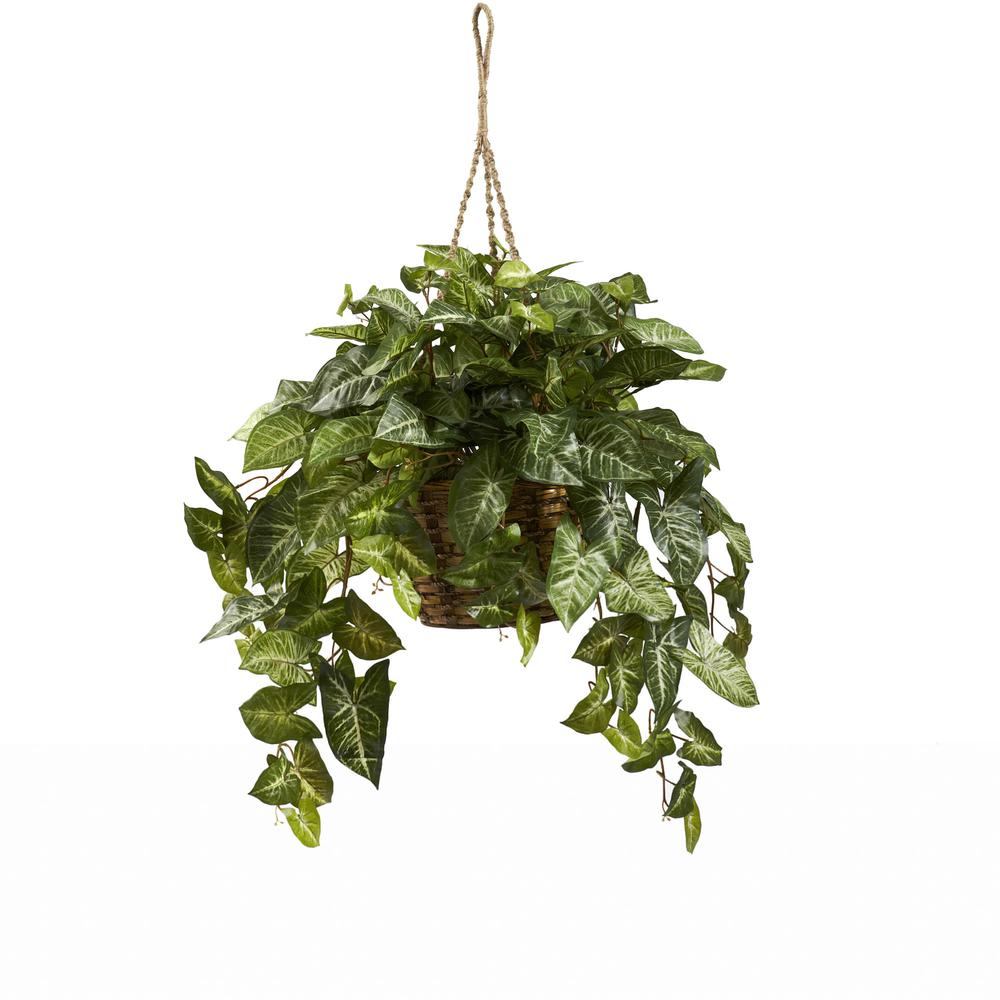 Nephthytis Hanging Basket