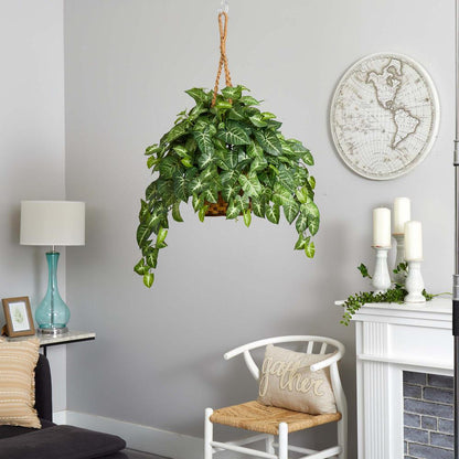 Nephthytis Hanging Basket