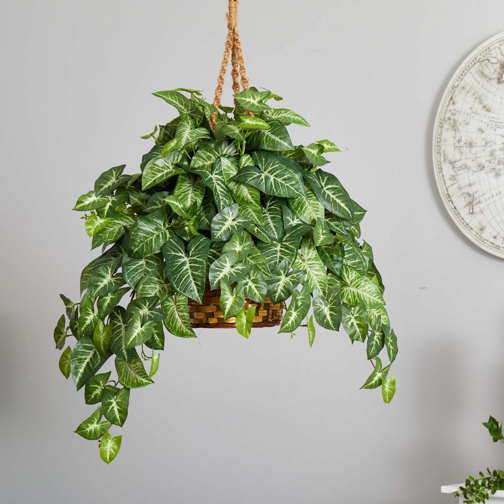 Nephthytis Hanging Basket