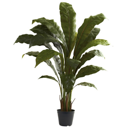 3.5ft. Birds nest Plant