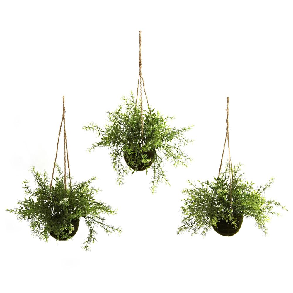 Mini Ruscus, Sedum & Sprengeri Hanging Basket (Set of 3)
