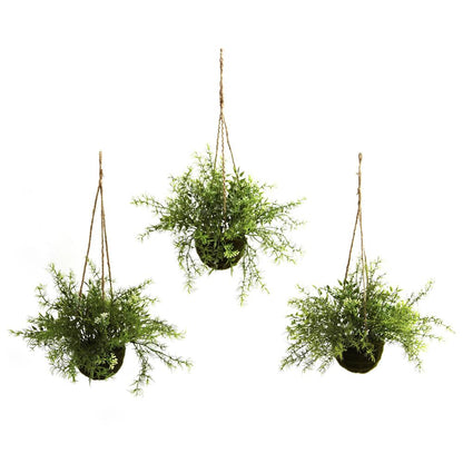 Mini Ruscus, Sedum & Sprengeri Hanging Basket (Set of 3)
