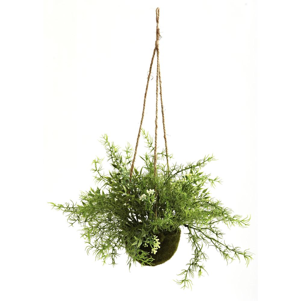 Mini Ruscus, Sedum & Sprengeri Hanging Basket (Set of 3)