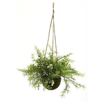Mini Ruscus, Sedum & Sprengeri Hanging Basket (Set of 3)