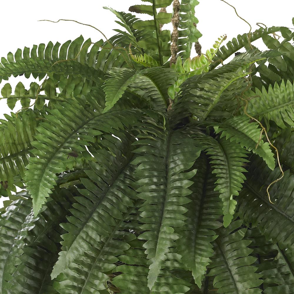 Large Boston Fern Hanging Basket