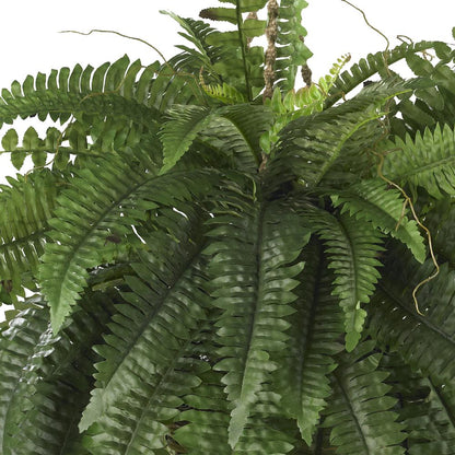 Large Boston Fern Hanging Basket