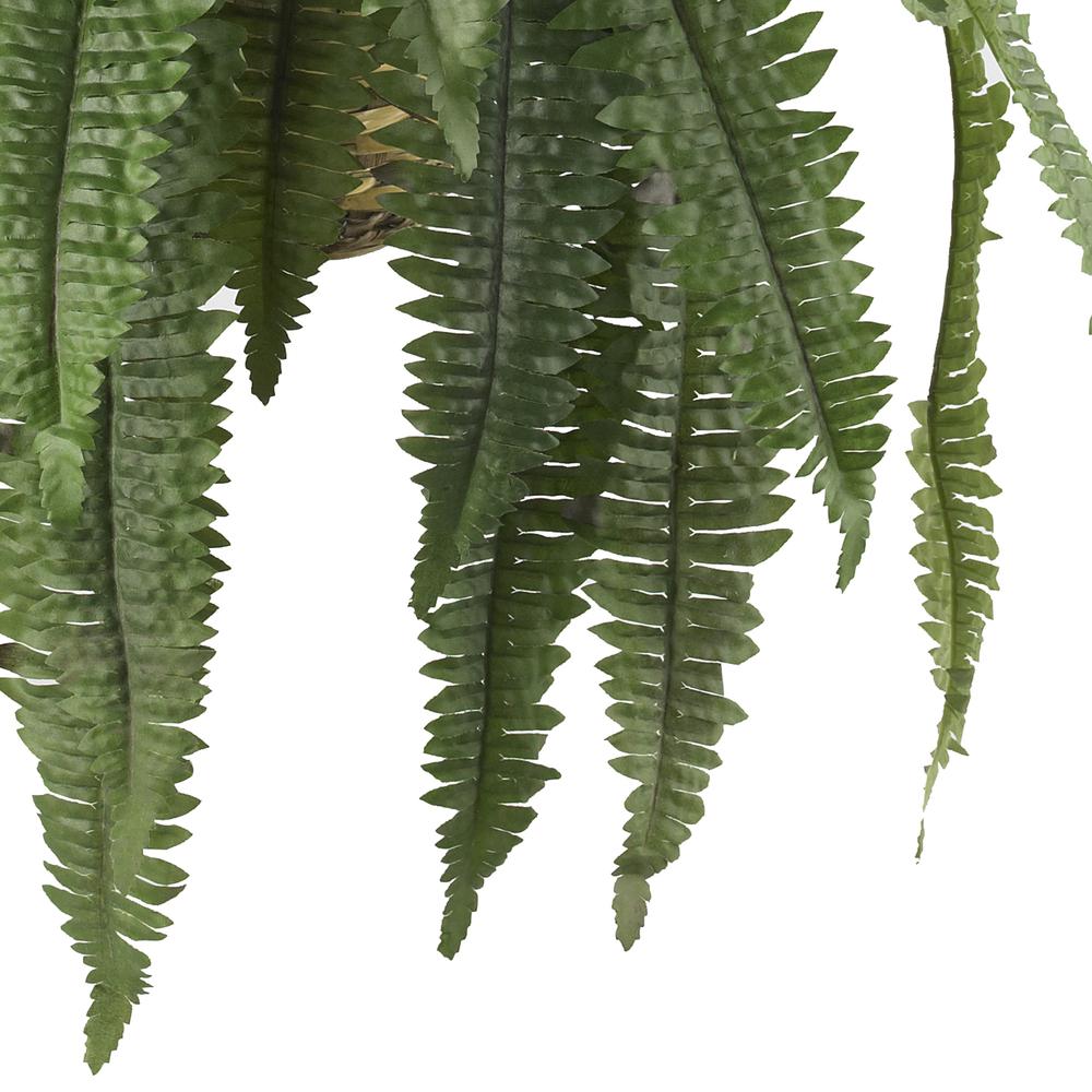 Large Boston Fern Hanging Basket