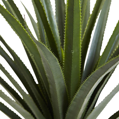 4ft. Spiked Agave Plant