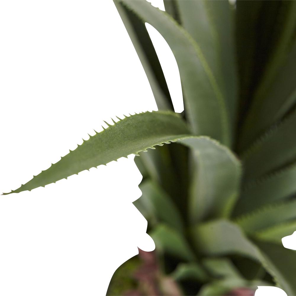 4ft. Spiked Agave Plant