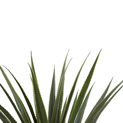 4ft. Spiked Agave Plant