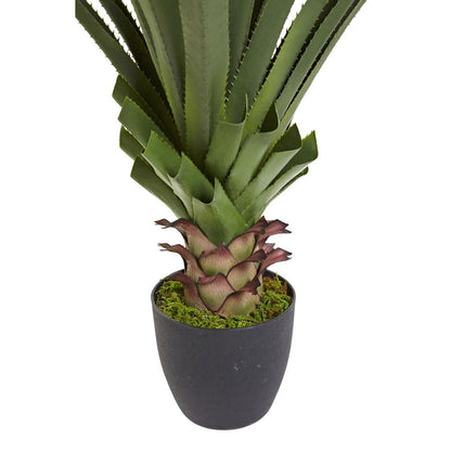 4ft. Spiked Agave Plant